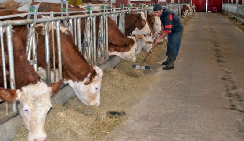 Ağrılı besici: Et ve süt fiyatı çok artacak, millet perişan olacak