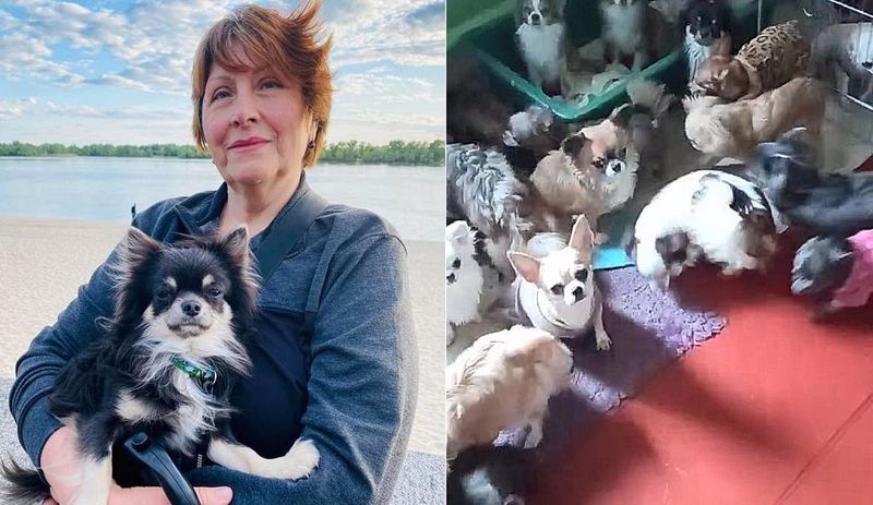 Mariupol’den kaçarken 30 köpeği de kurtaran Ukraynalı kadın: Önemli olan hayatta olmamız