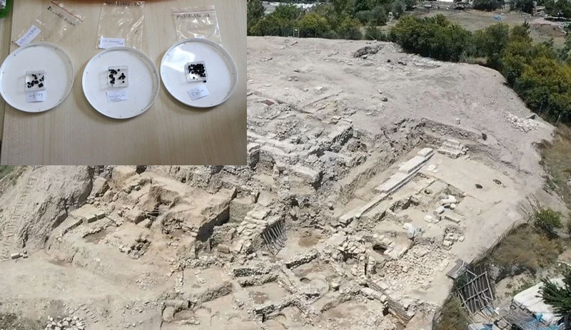 Tarihi Misis Höyüğü'nde 3 bin yıllık tohum bulundu