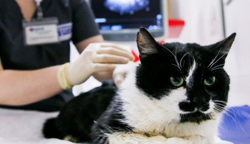 Tayland'da kediden insana Covid-19 bulaştığı tespit edildi