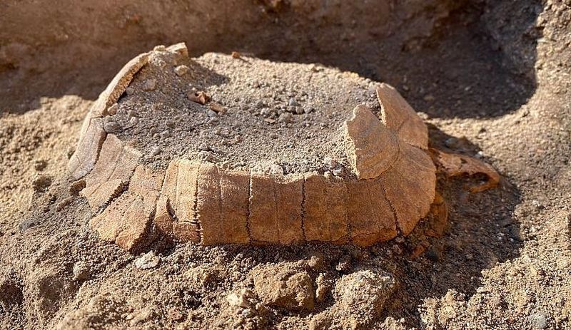 Antik kent Pompeii'de kaplumbağa ve yumurtasının 2 bin yıllık kalıntıları bulundu