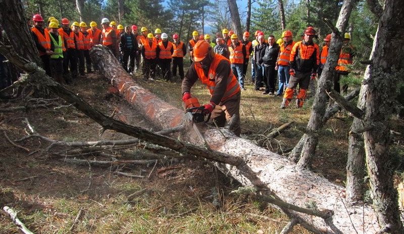 Orman Genel Müdürlüğü'nün ağaç kesim talimatı yargıya taşınıyor: Bu bir cinayet