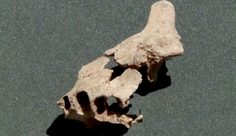 Avrupa'nın en eski insan fosili: Bu çene kemiği, 1 milyon 400 bin yıl önce yaşamış bir insana ait