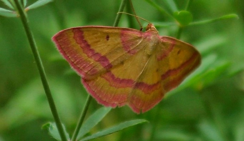 'Rhodostrophia' adlı kelebek türü Türkiye'de ilk kez görüntülendi