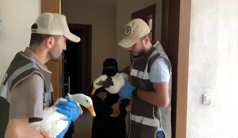 Başakşehir'de gölete bırakılmak istenen ördekler Ankara'da korumaya alındı