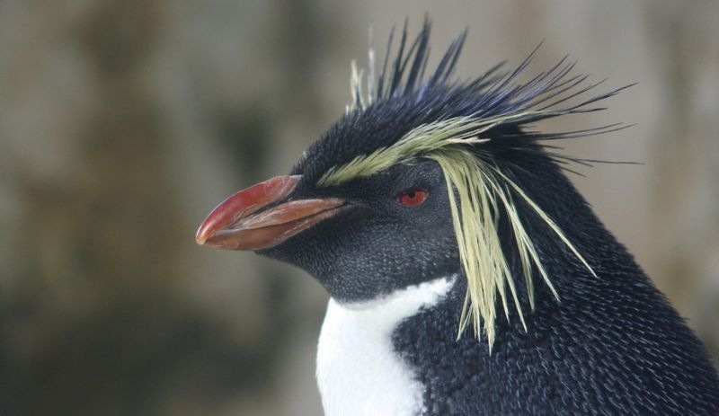 Penguenler yavaş evrimleşiyor: 18 türün tamamına yakını tehlikede