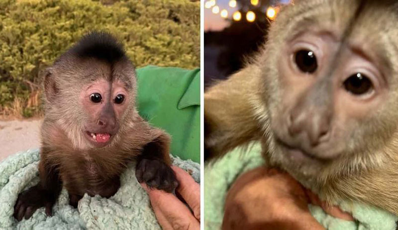 ABD'de bir Kapuçin maymunu 911 acil durum hattını aradı