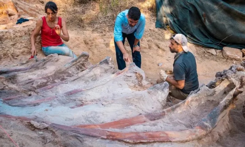 Portekiz’de bir bahçede bulunan dinozor fosili Avrupa'nın en büyüğü olabilir
