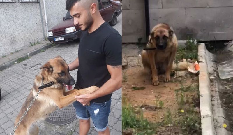 Bekçiyi ısırdığı için gözaltında tutulan köpek 'saldırgan değil' raporuyla özgür