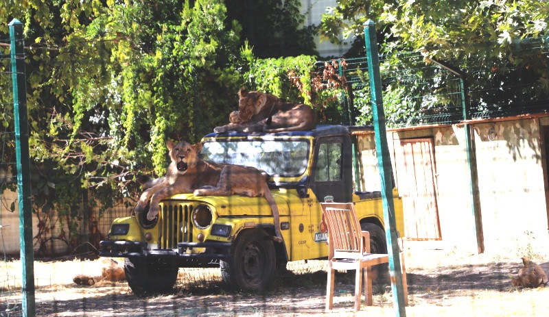 Mahalle arasındaki hayvanat bahçesi mühürlendi