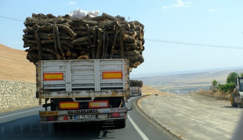 Şırnak Barosu, ağaç kesimine karşı mahkemeye başvurdu: Orman varlığı yüzde 8 azaldı
