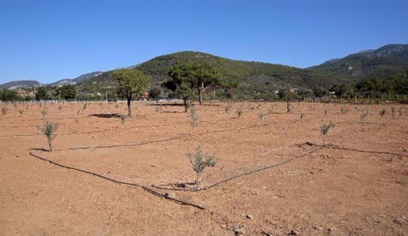 Zeytin ağaçları öğrencilere burs olacak