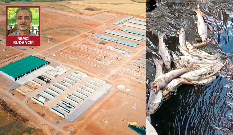 SÜTAŞ'ın biyoenerji tesisinden sonra Bingöl’de balık ölümleri arttı
