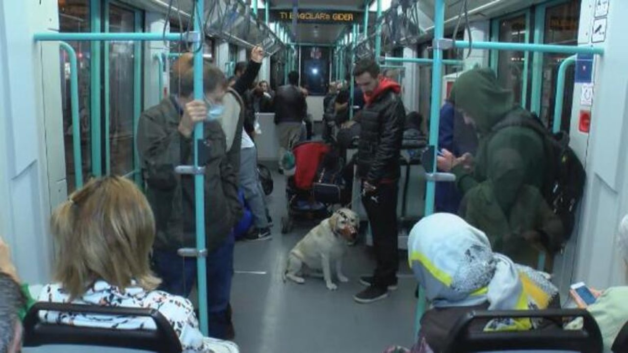 Evcil hayvan sahipleri memnun: Toplu taşımada yeni kurallar