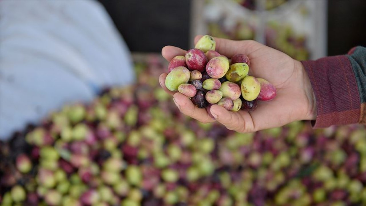 Burhaniye'de yeşil zeytin alımı başladı, ancak fiyatlar üreticileri tatmin etmedi