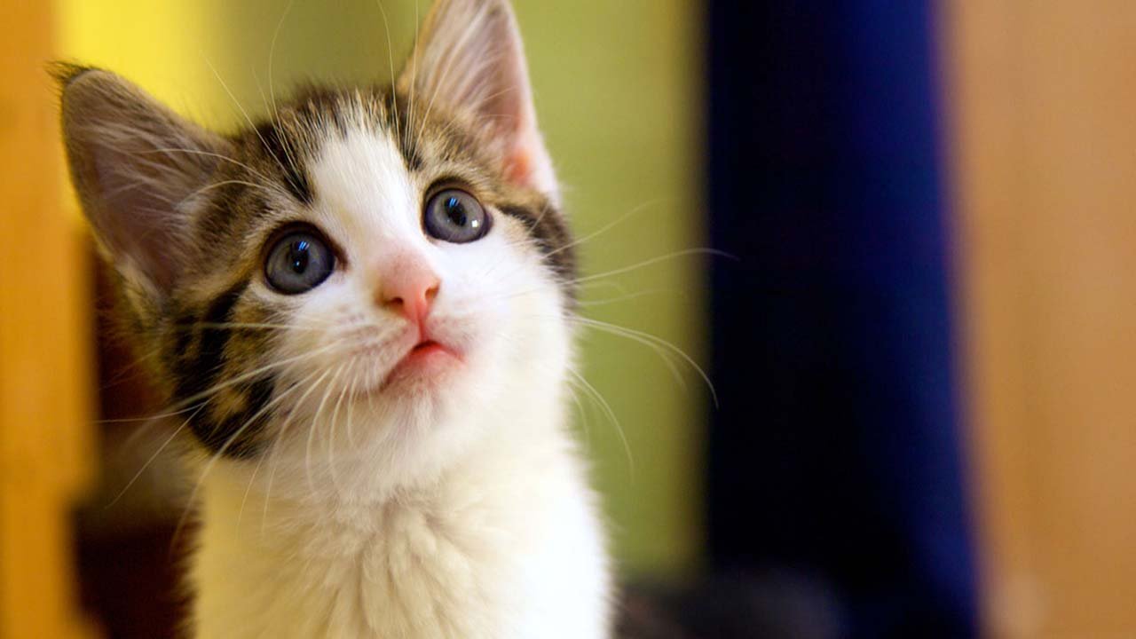 'Pisicik' etkisi: Kediler bebeksi konuşmaya daha çok tepki veriyor