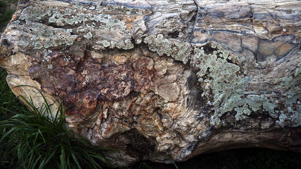 Tokat'ta tropikal iklim kuşağına ait 41,5 milyon yıllık ağaç fosilleri bulundu