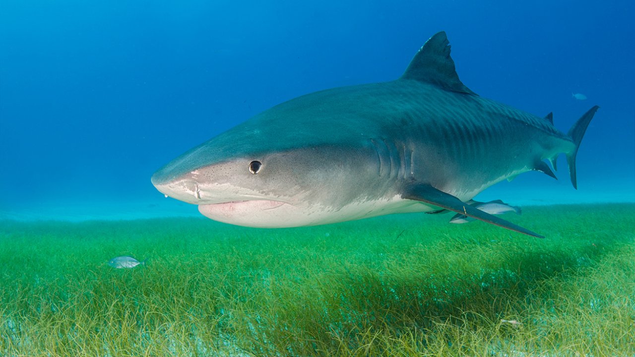 Köpek balıklarının yardımıyla dünyanın en büyük deniz çayırı ekosistemi keşfedildi