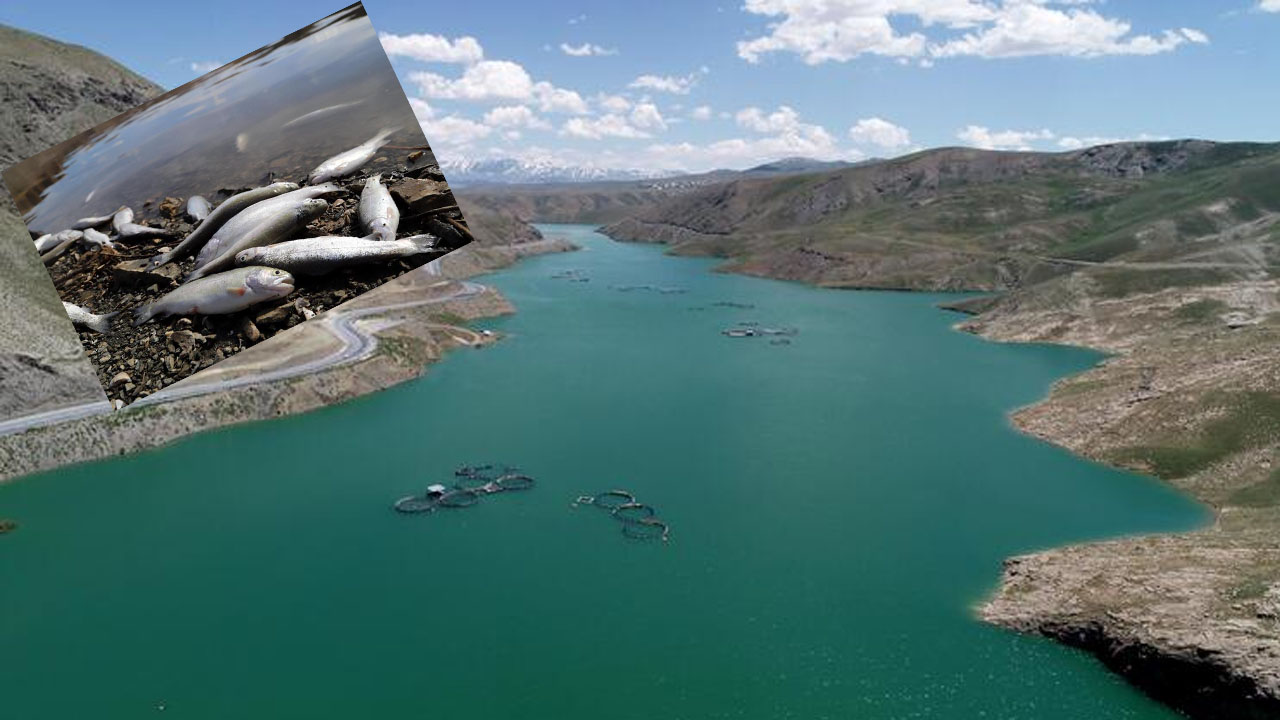 İki milyon metreküp suyu kalan Zernek Baraj Gölü'nde balık ölümleri