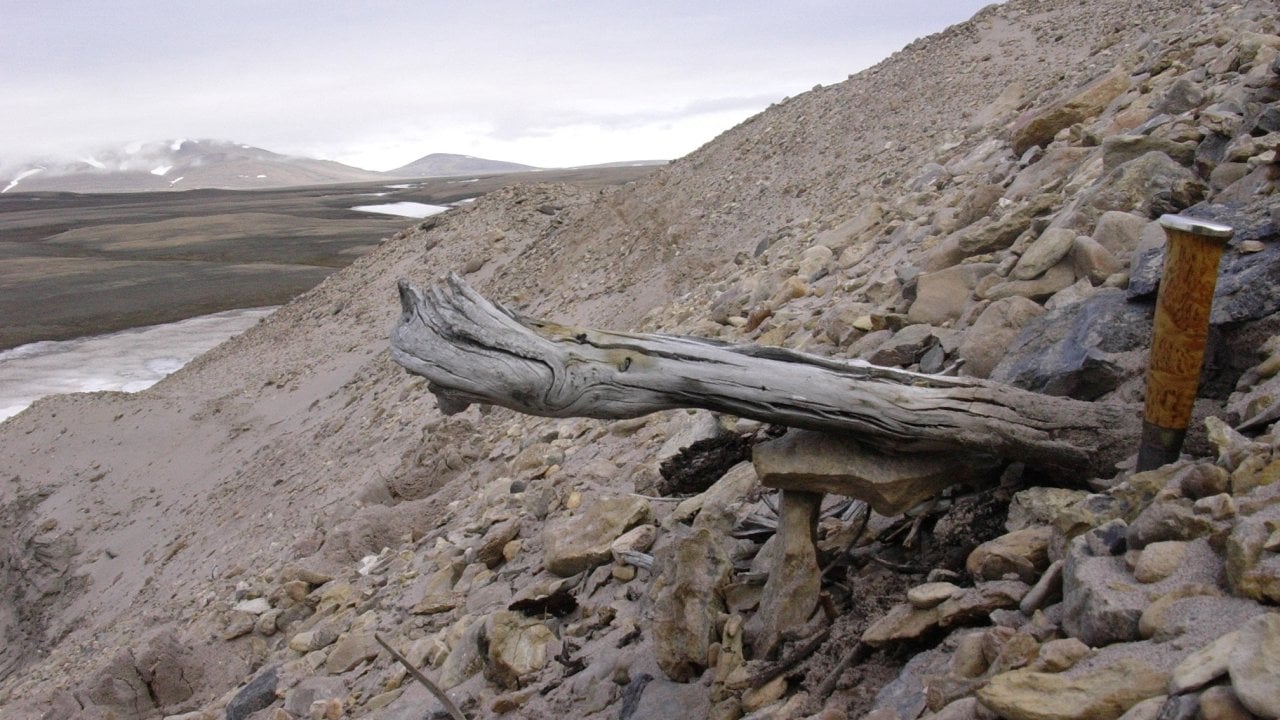 Bilim insanları Grönland'da dünyanın en yaşlı DNA'sını buldu