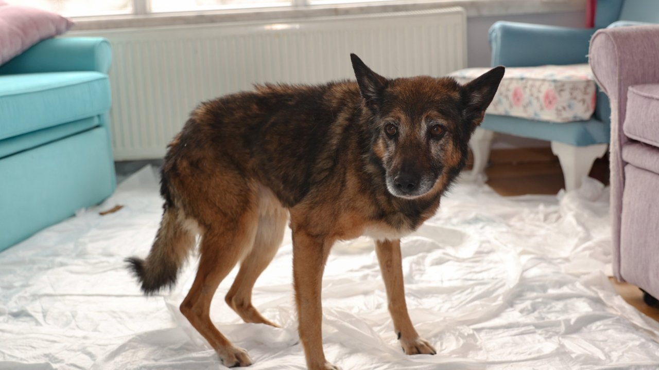 23 yaşındaki Zeynep 'dünyanın en yaşlı köpeği' olmaya aday