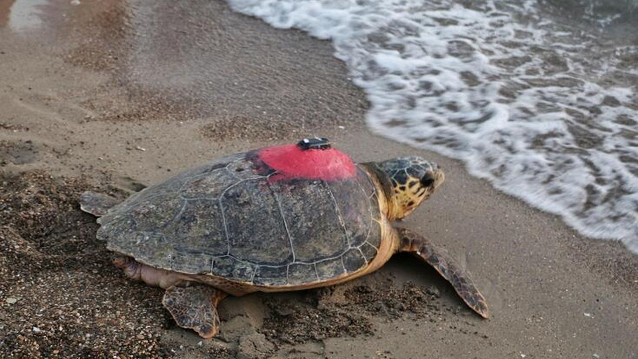 Yaralı bulunan Caretta caretta 'Tuba'yı 7 milyon 767 bin kişi izledi