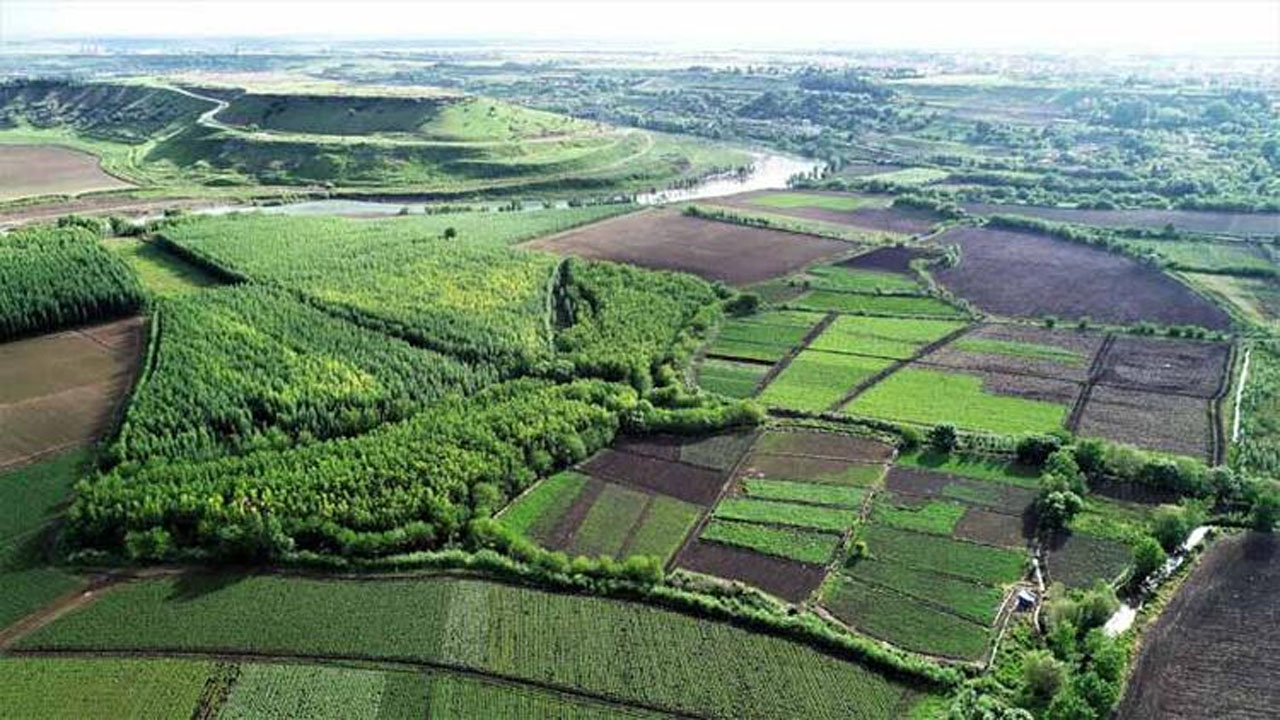 Dicle Nehri'nde üç balık türü tehlikede