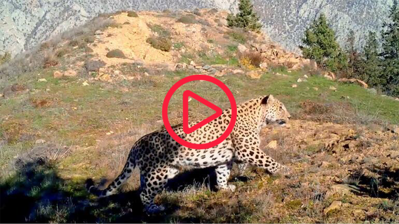 Nesli tükenmekte olan Anadolu Leoparı yeniden görüntülendi