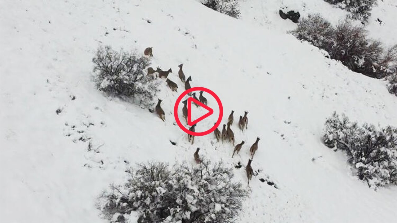 Elazığ'da dağ keçileri drone ile görüntülendi