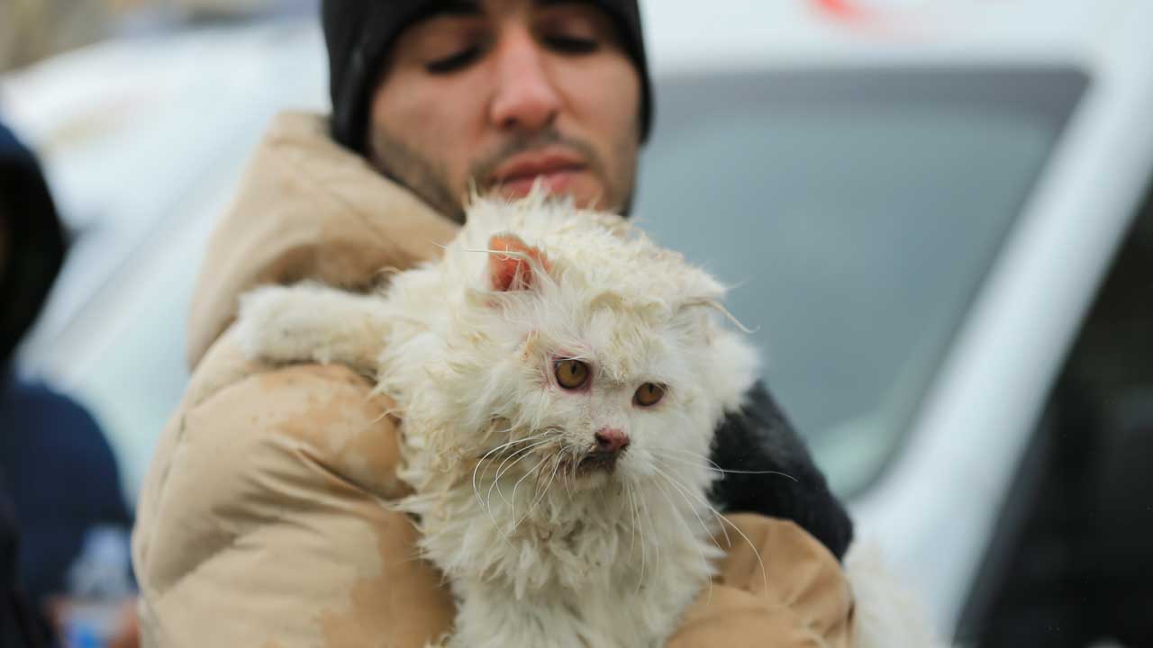 Diyarbakır'da enkazdan bir kedi kurtarıldı