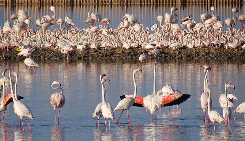 Flamingo nüfus sayımı: 18 bin yuva var