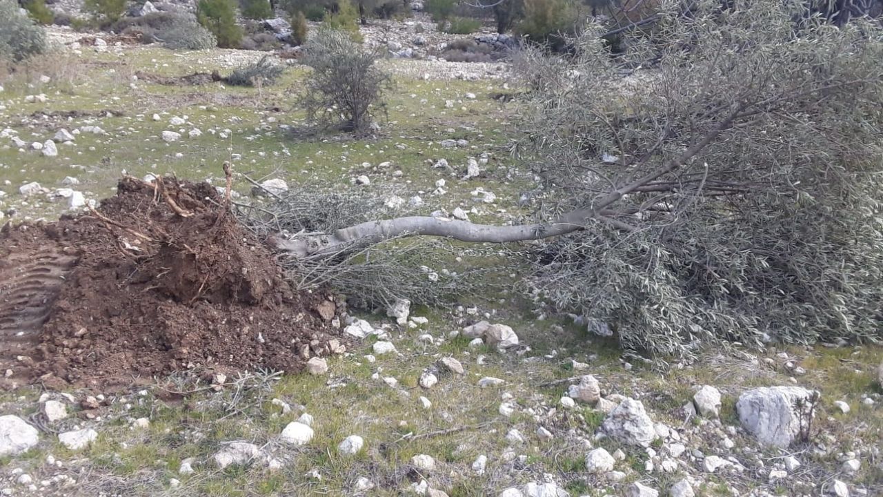 'Depremi fırsat bildiler': Limak'ın ortağı İkizköy'de 29 zeytin ağacını söktürdü