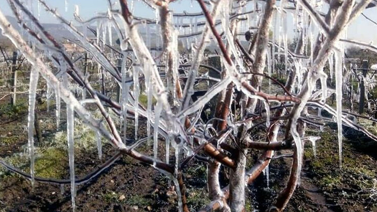 Ege'de beş il için 'zirai don' uyarısı