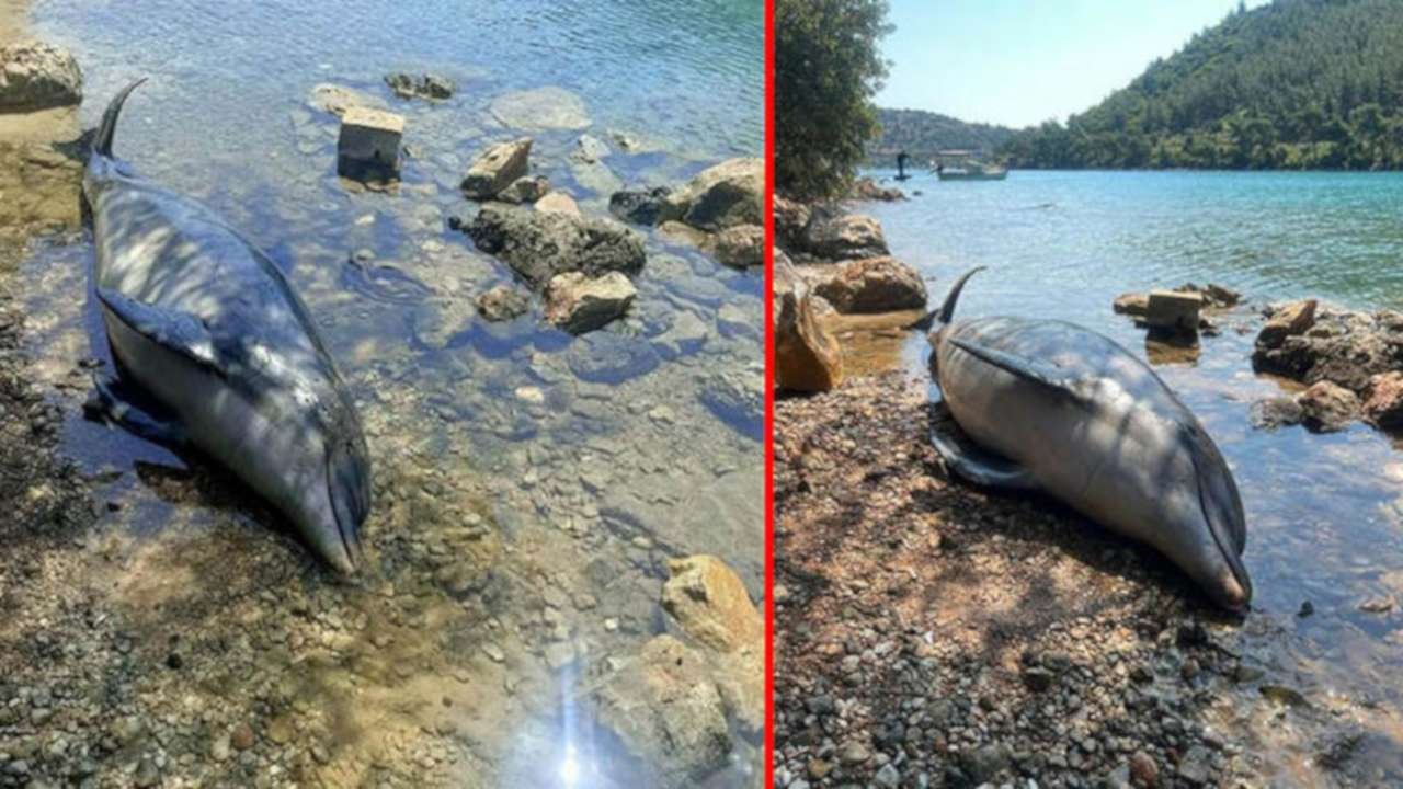 Bodrum'da bir yunus öldürüldü