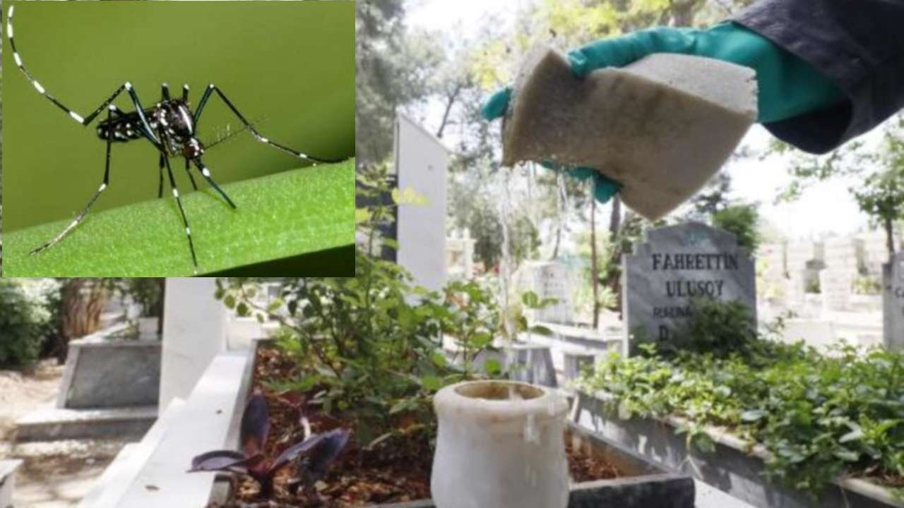 Asya kaplan sivrisineğine dikkat: Araç lastikleri, mezarlıklar ve saksılarda yumurtluyorlar