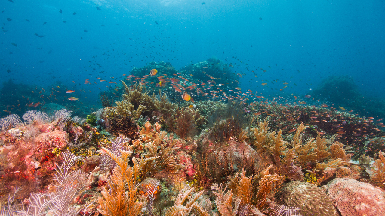 TEMA'dan Dünya Biyolojik Çeşitlilik Günü mesajı: 'Mercanların yüzde 99'u yok olacak'