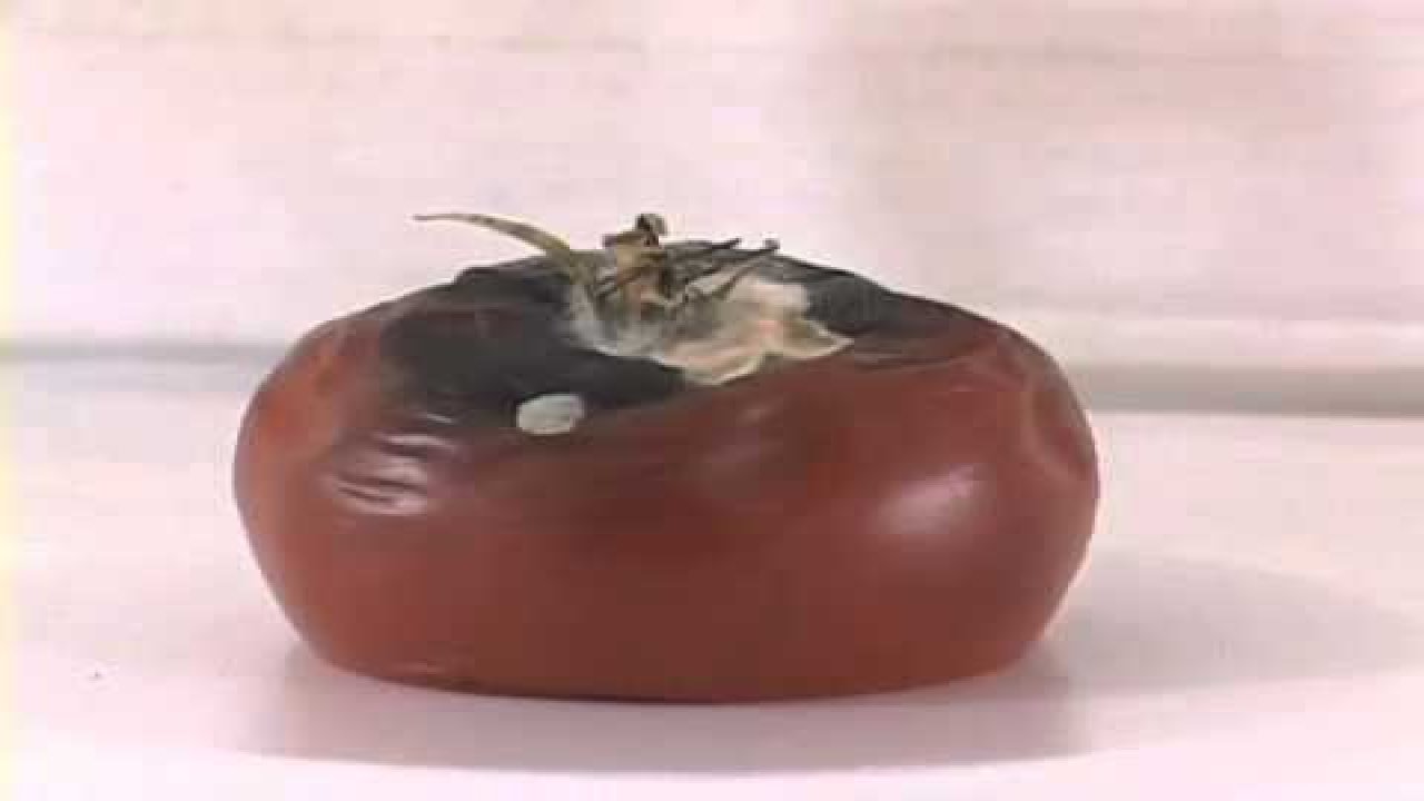 Çürümüş domatesi atmamak için süper neden! Aşçılar hiç paylaşmamıştı