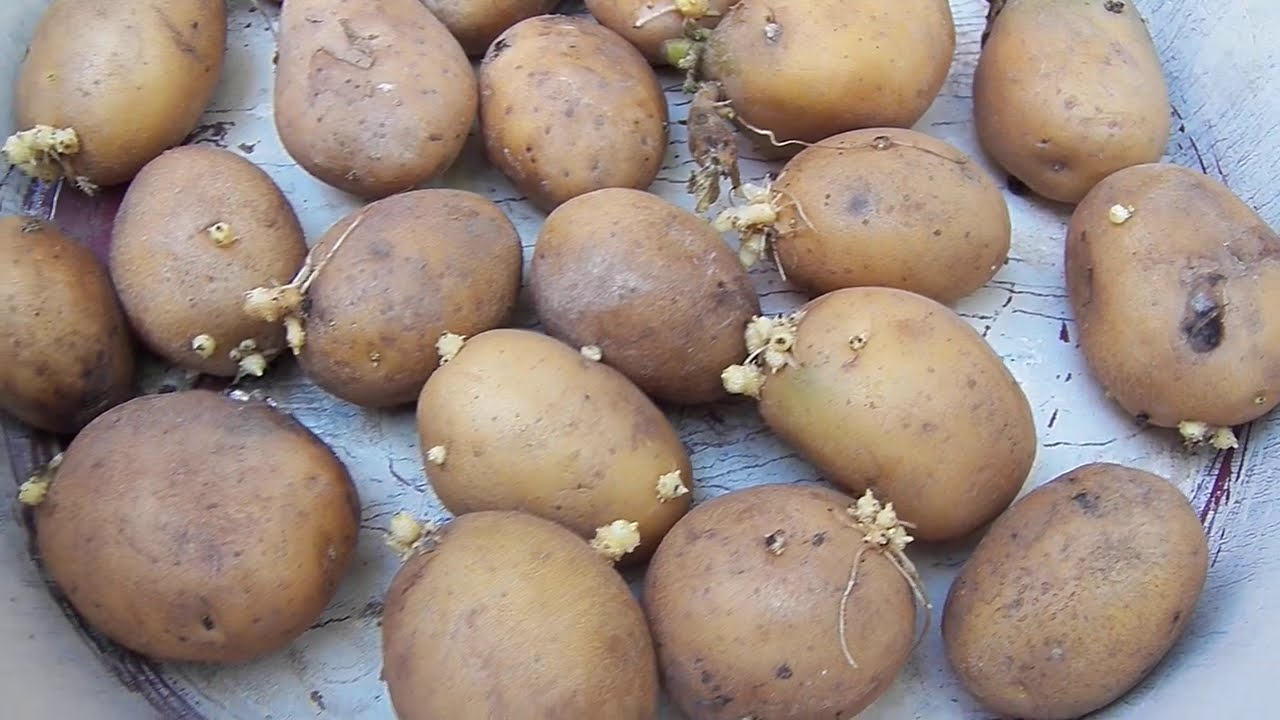 1 sene boyunca patatesleri taze tutmanızı sağlayacak aşçılık sırrıymış! Deneyin