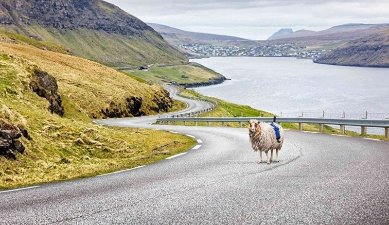 Koyun, Faroe Adaları'nı Google için görüntüledi