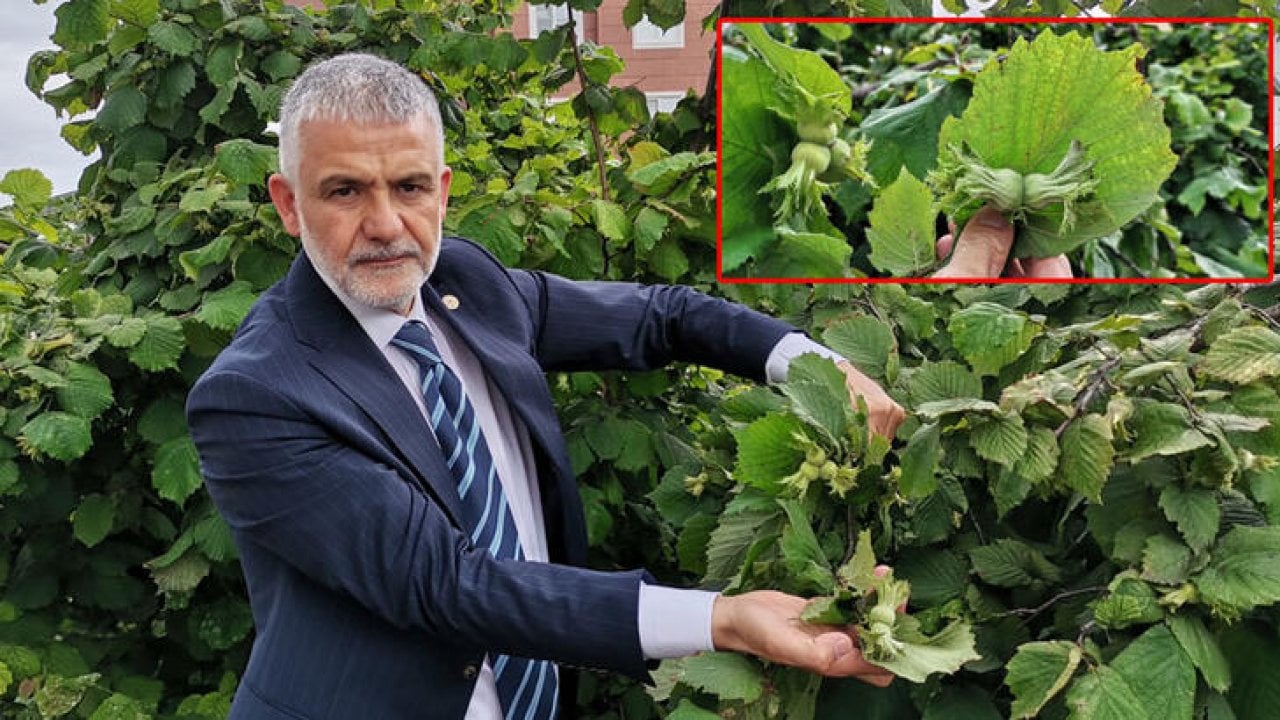 Karadeniz'de fındık bahçelerinde 'küllenme hastalığı' yayılıyor: 'Rekolte yüzde 10-15 arasında düşer'