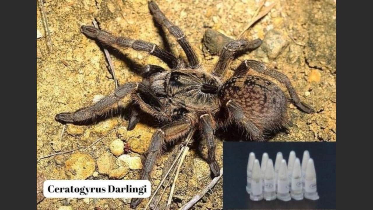 Marmaris'e gönderilen kargodan 76 tarantula çıktı