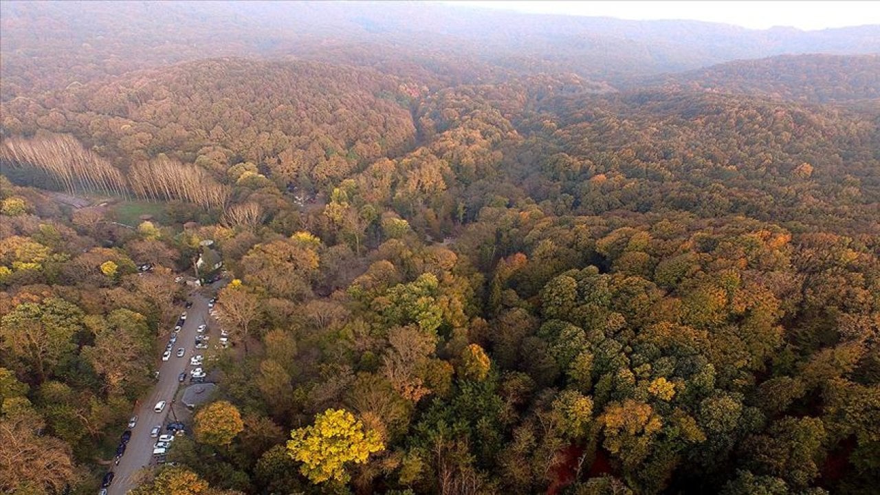 Türkiye'nin en yaşlı 10 ağacı: En eski anıt ağaç Zonguldak'ta, 4 bin 117 yaşında