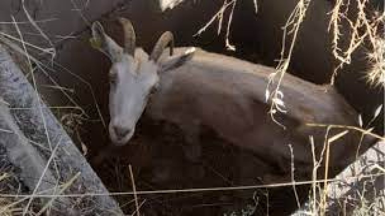 Amasya'da kuyuda mahsur kalan keçiyi itfaiye kurtardı