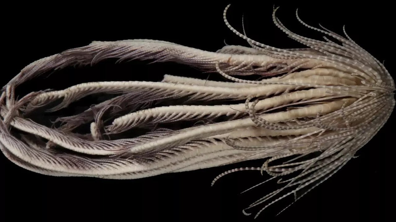 Antarktika'da 20 kollu yeni bir deniz zambağı türü keşfedildi
