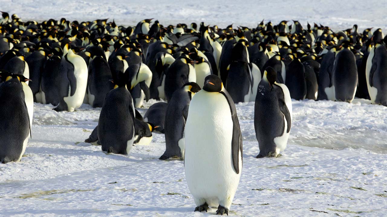 Anktarktika'da iklim krizi katliamı: 10 bin imparator pengueni boğularak öldü