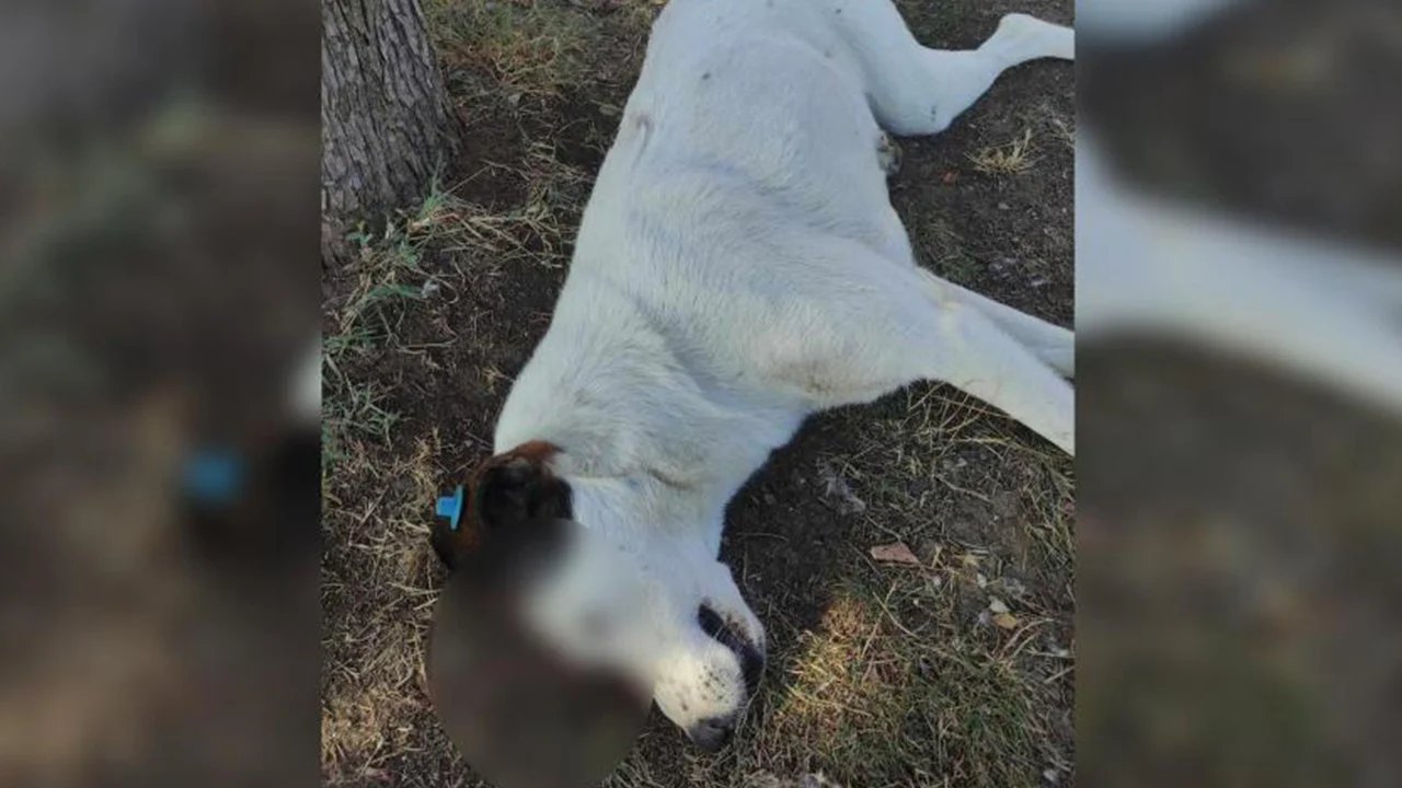 Silahla öldürüldüğü sanılan köpek, karga saldırısına uğramış