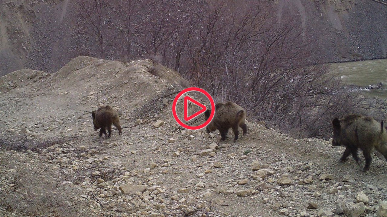 Bingöl'de yaban hayvanları fotokapanla görüntülendi