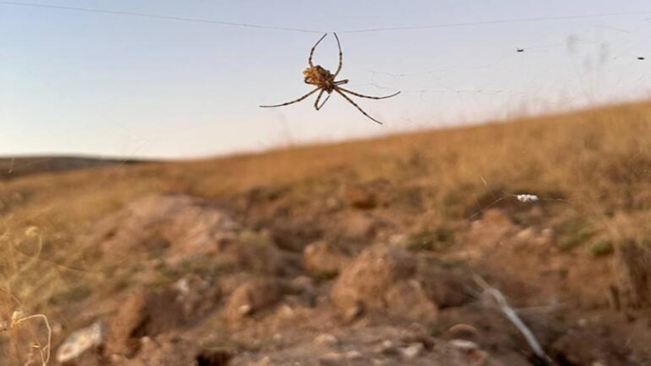 Dünyanın en zehirli örümceklerinden 'argiope lobata', Kırşehir'de görüldü