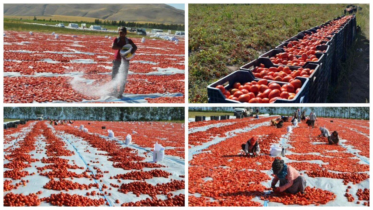 Adilcevaz'dan İtalya pizzalarına: Doğal yöntemlerle kurutulan domatesler pizzalara sos oluyor