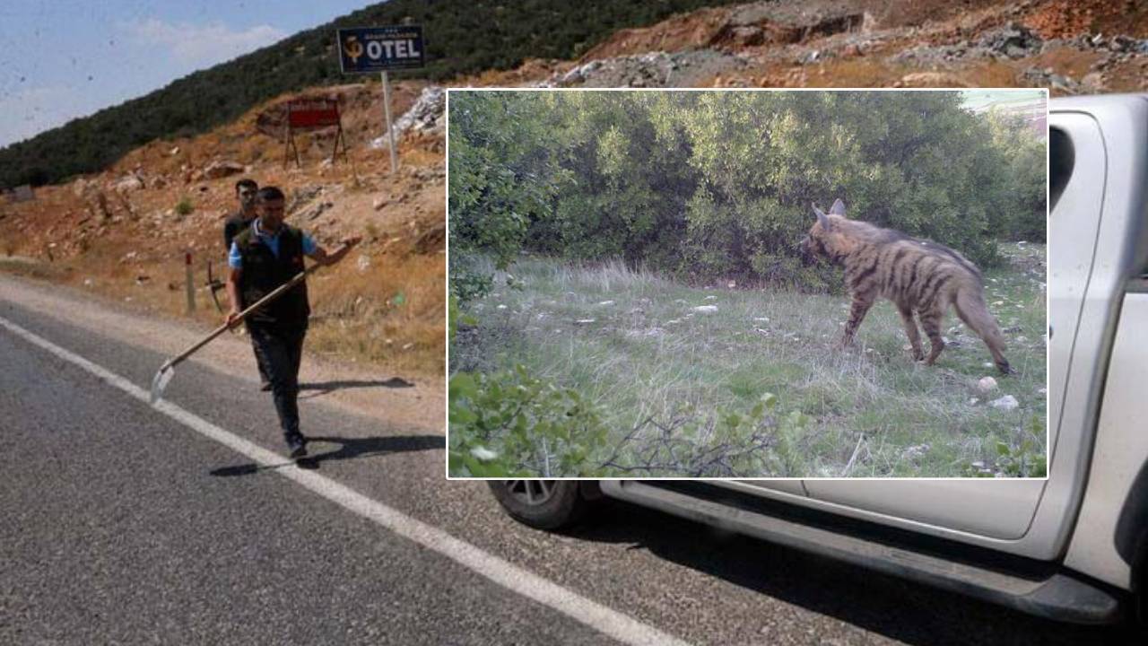 Nesli tükenmekte olan çizgili sırtlan kazada öldü: Aranan sürücüye 70 bin lira ceza